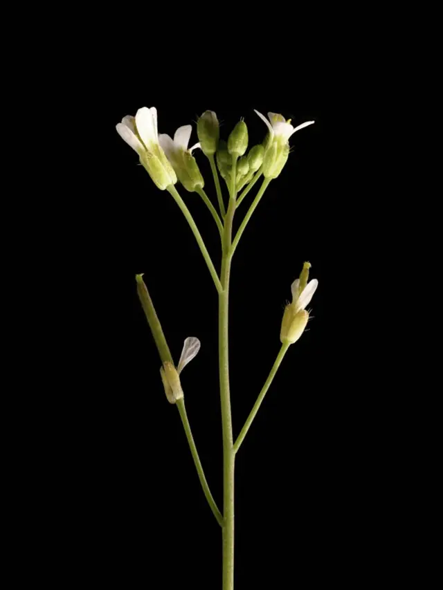 拟南芥