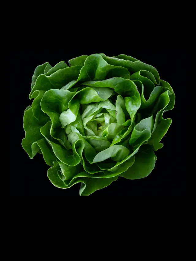 生菜