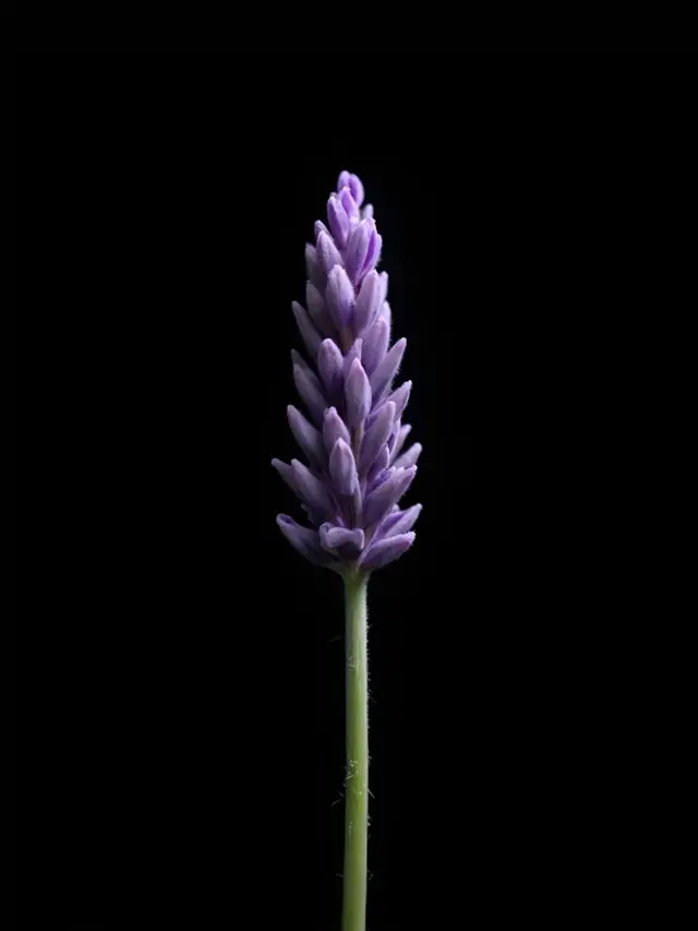 薰衣草